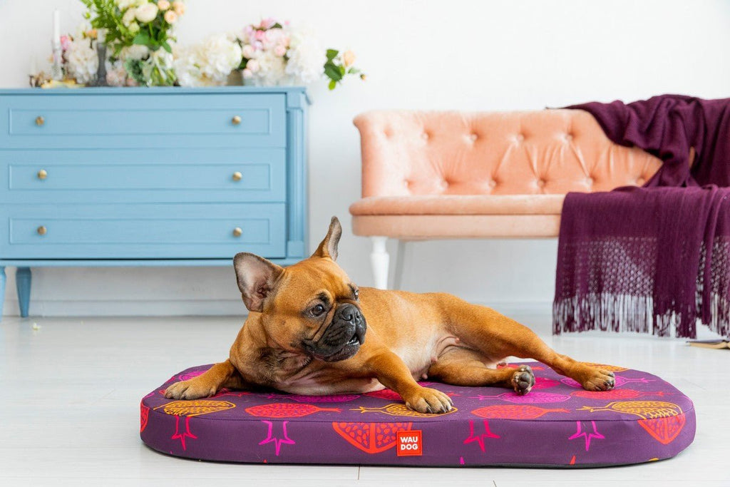 Waudog Pack cama granada Relax + cobertor S 55 cm. x 40 cm. - Pet Fashion
