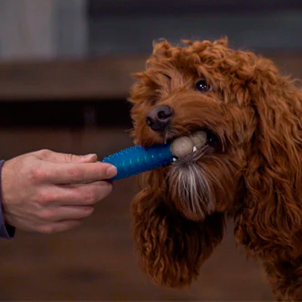 Bonetics Small Dental Bone Mint Flavor juguete para perro - Pet Brands