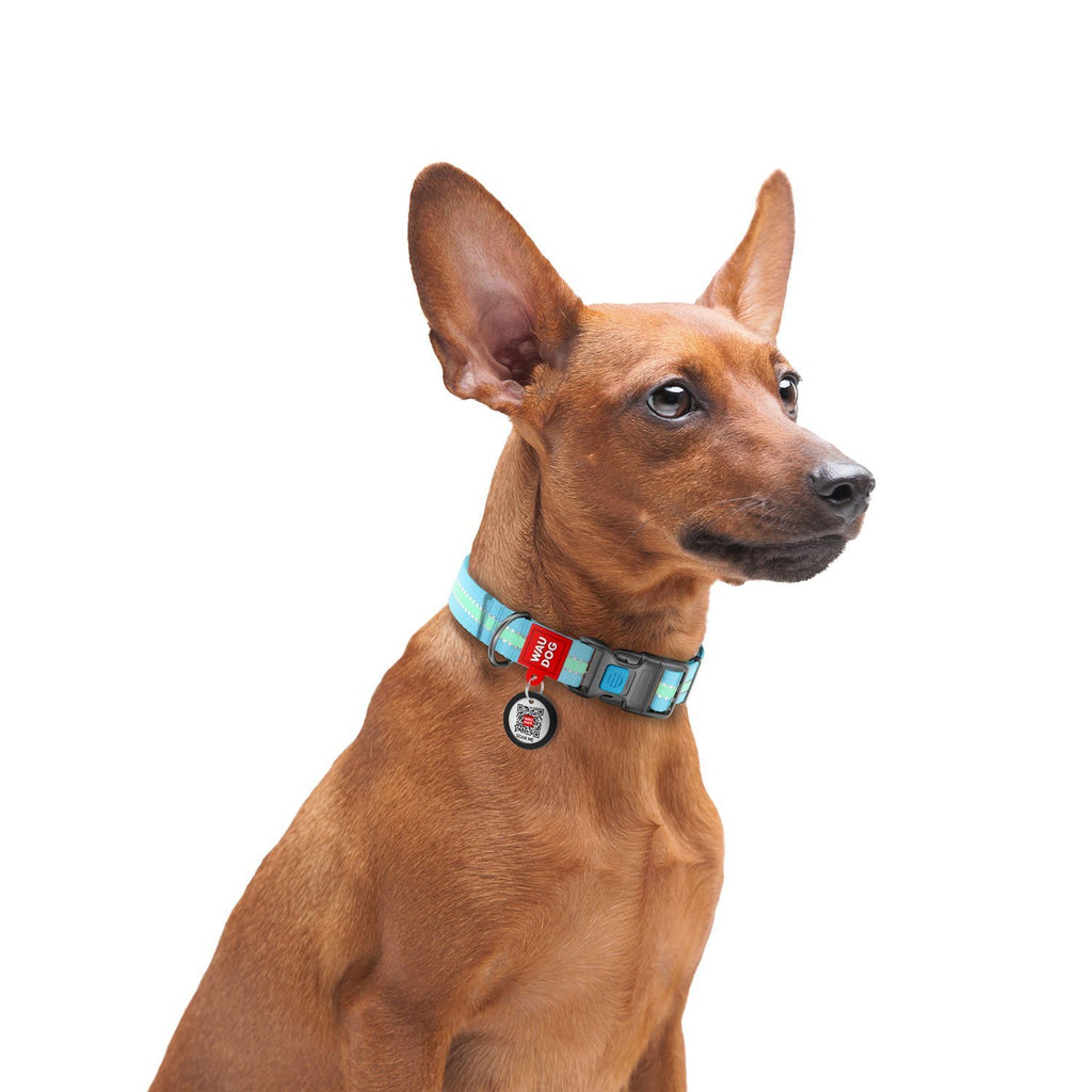 Collar AZUL Nylon - Brilla en la oscuridad con SMAR ID WAUDOG - Placa de identificación ¡GRATIS! - Pet Brands