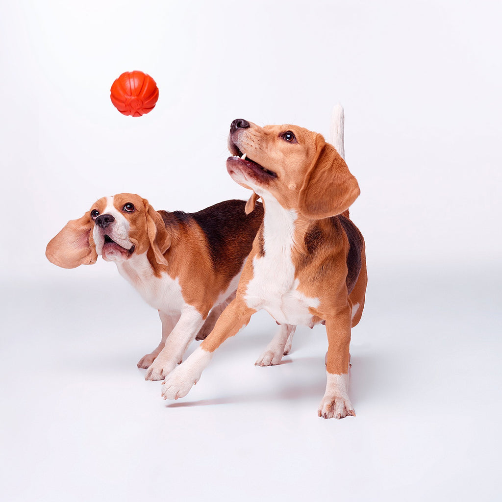 Liker 7 Pelota para Cachorros y razas pequeñas Y medianas - Pet Brands